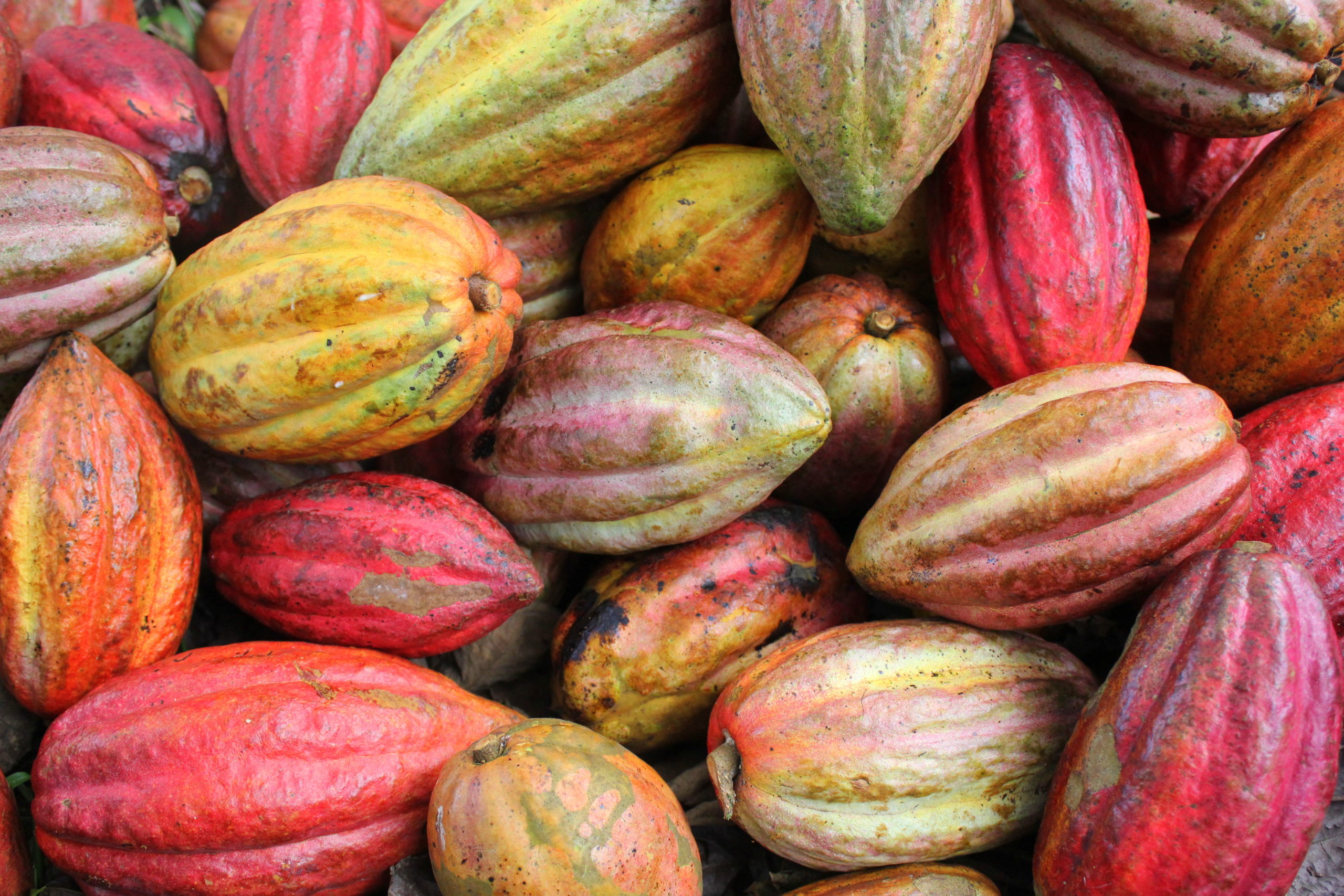 Cocoa Varities (13) Viele Kakaofrüchte unterschiedlicher Farbe liegen auf einem Haufen und zeigen die Vielfalt der Edelkakaos. Chani Schoggi - Bean to Bar Schokolade aus Luzern.