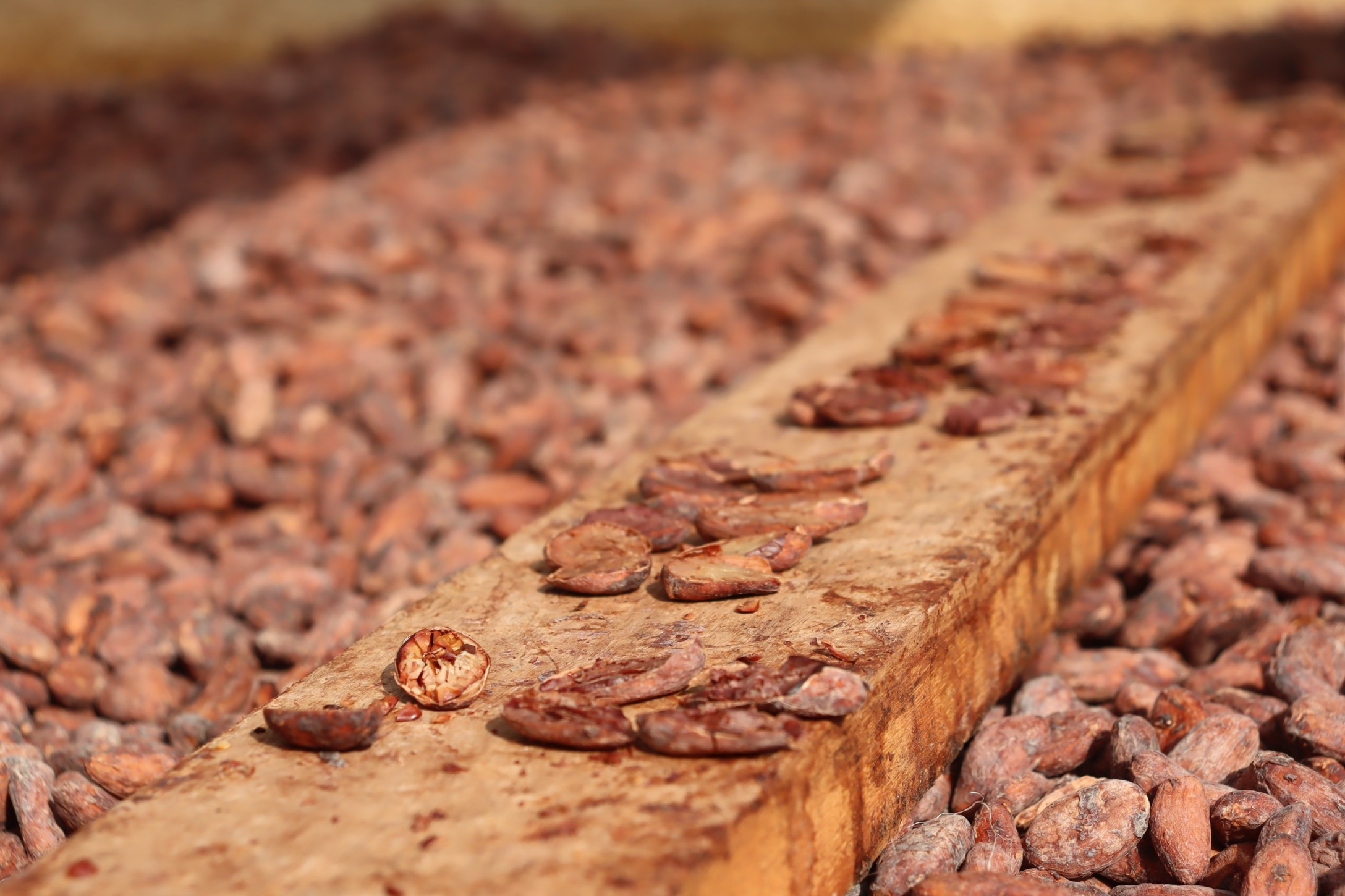 Kolumbien Seynekun (2) Viele Kakaofrüchte unterschiedlicher Farbe liegen auf einem Haufen und zeigen die Vielfalt der Edelkakaos. Chani Schoggi - Bean to Bar Schokolade aus Luzern.